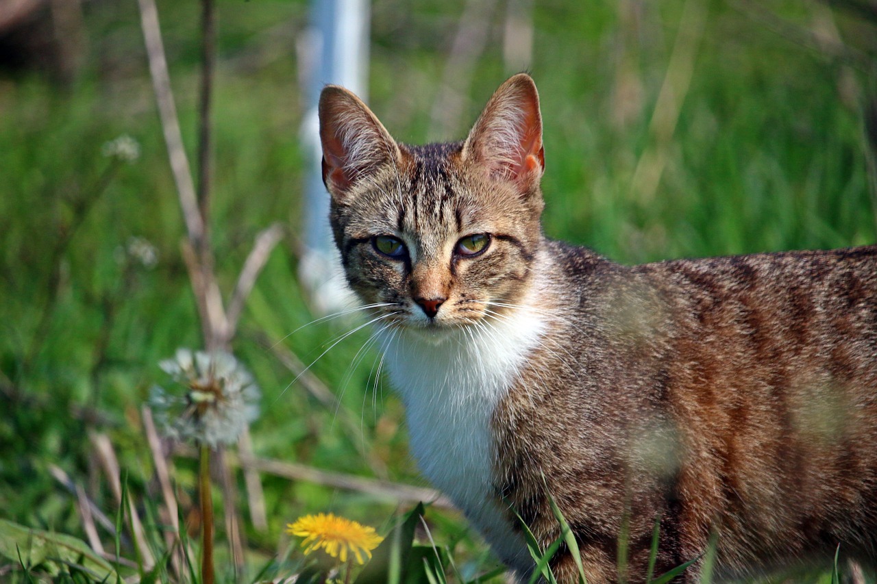 cat kitten mieze free photo