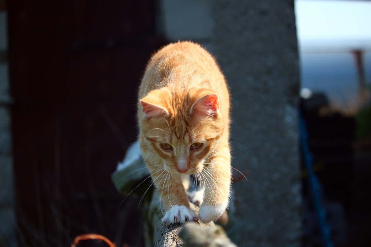 cat kitten mieze free photo