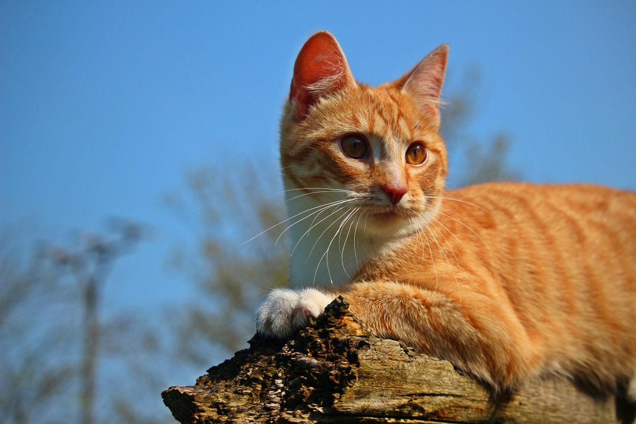 cat kitten mieze free photo