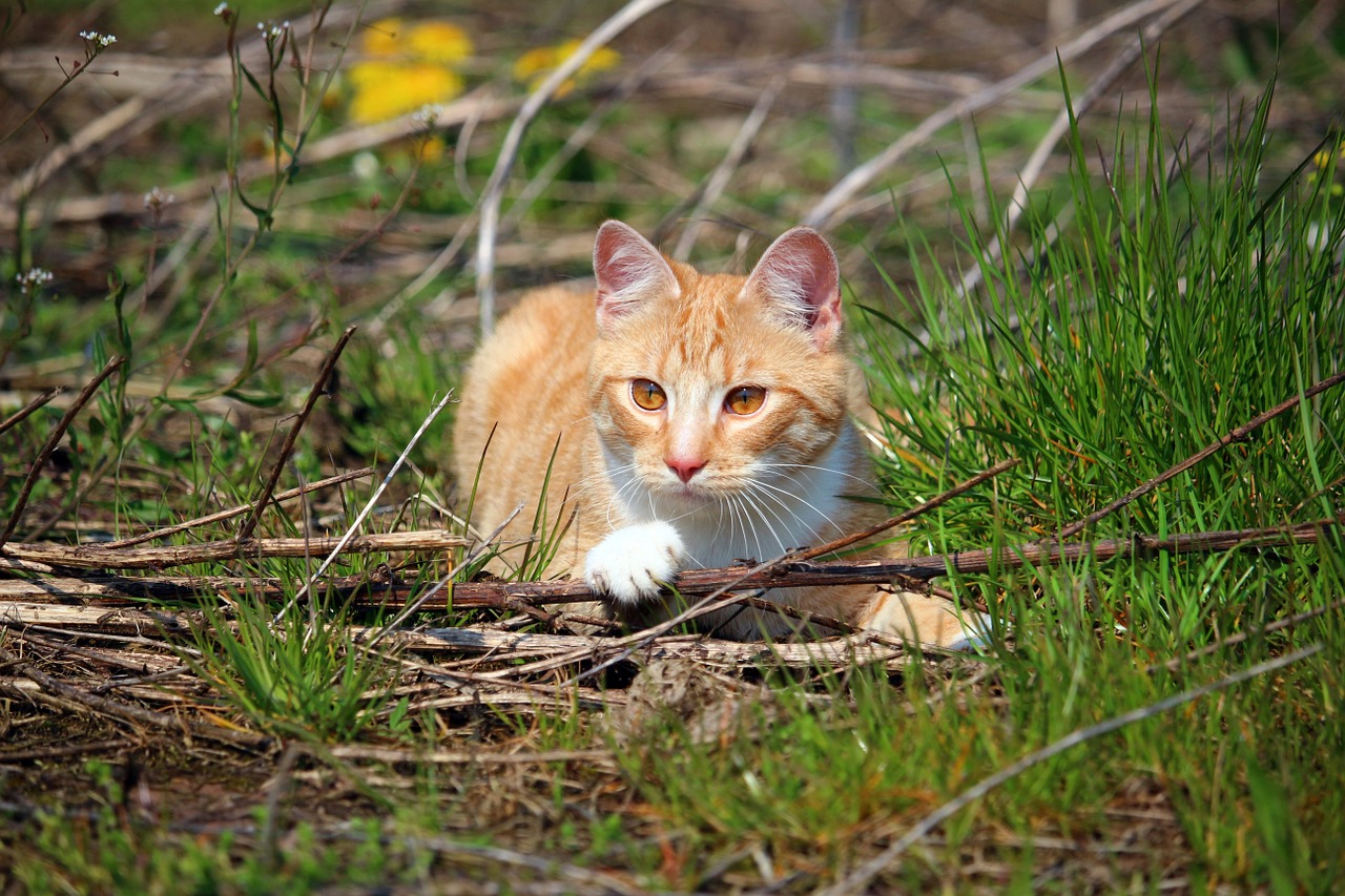 cat kitten mieze free photo