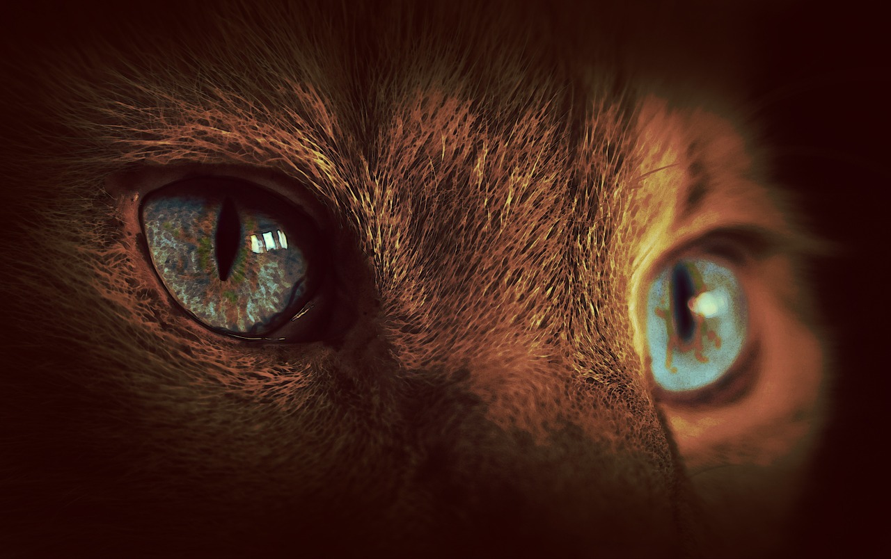 cat eyes dark free photo