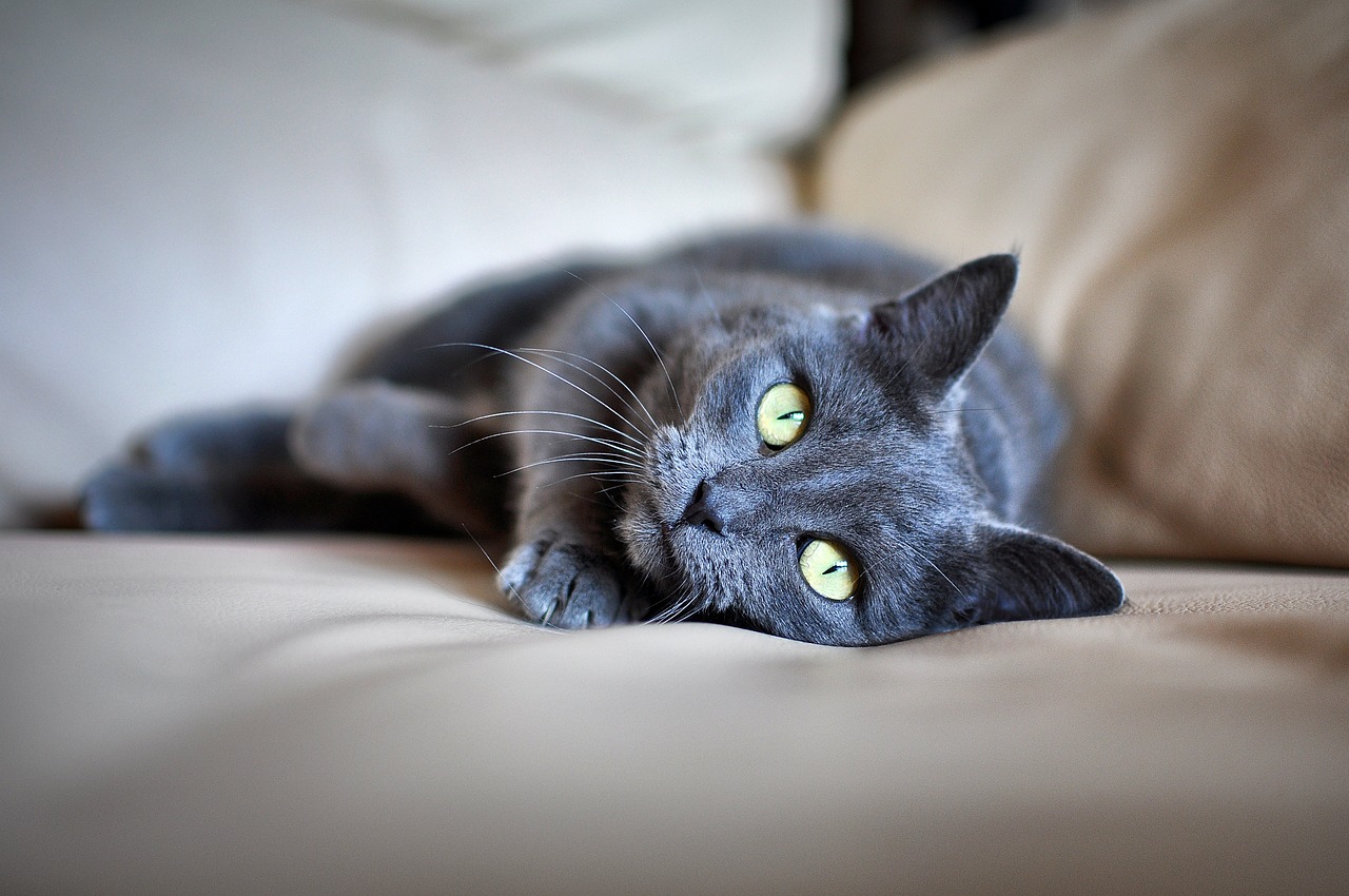 cat pet grey fur free photo