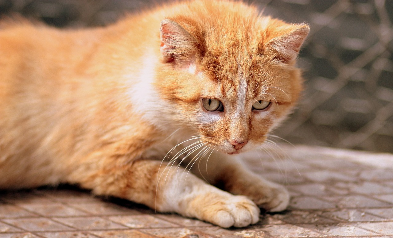 cat orange yellow free photo