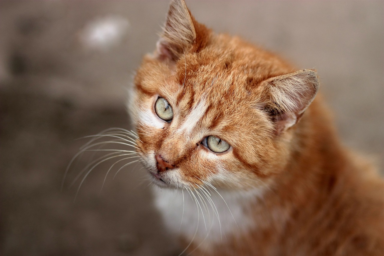 cat orange portrait free photo