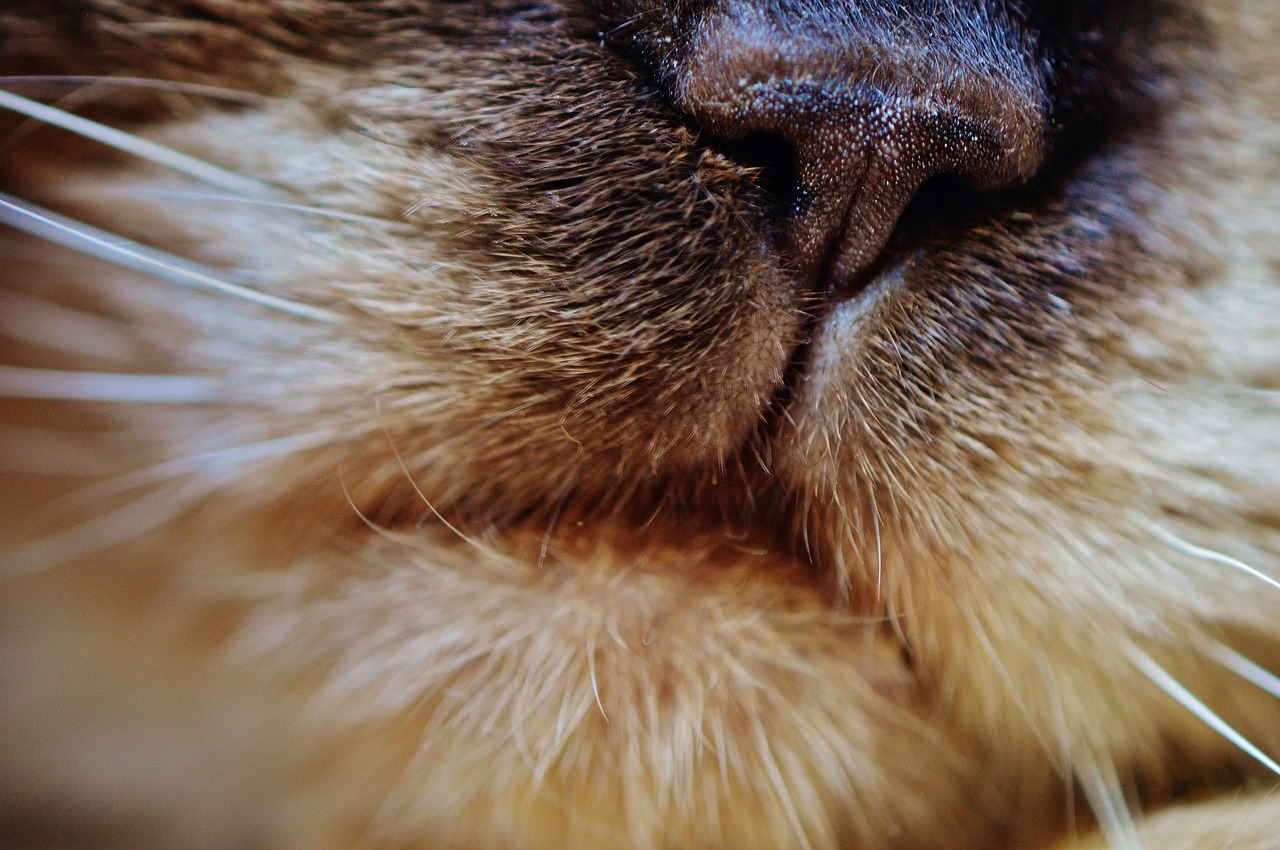 cat nose snout free photo