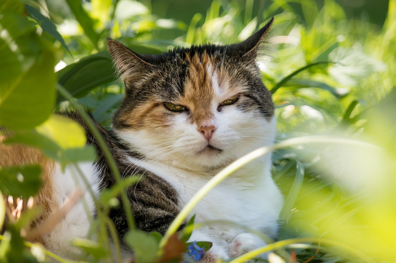 cat lucky cat domestic cat free photo