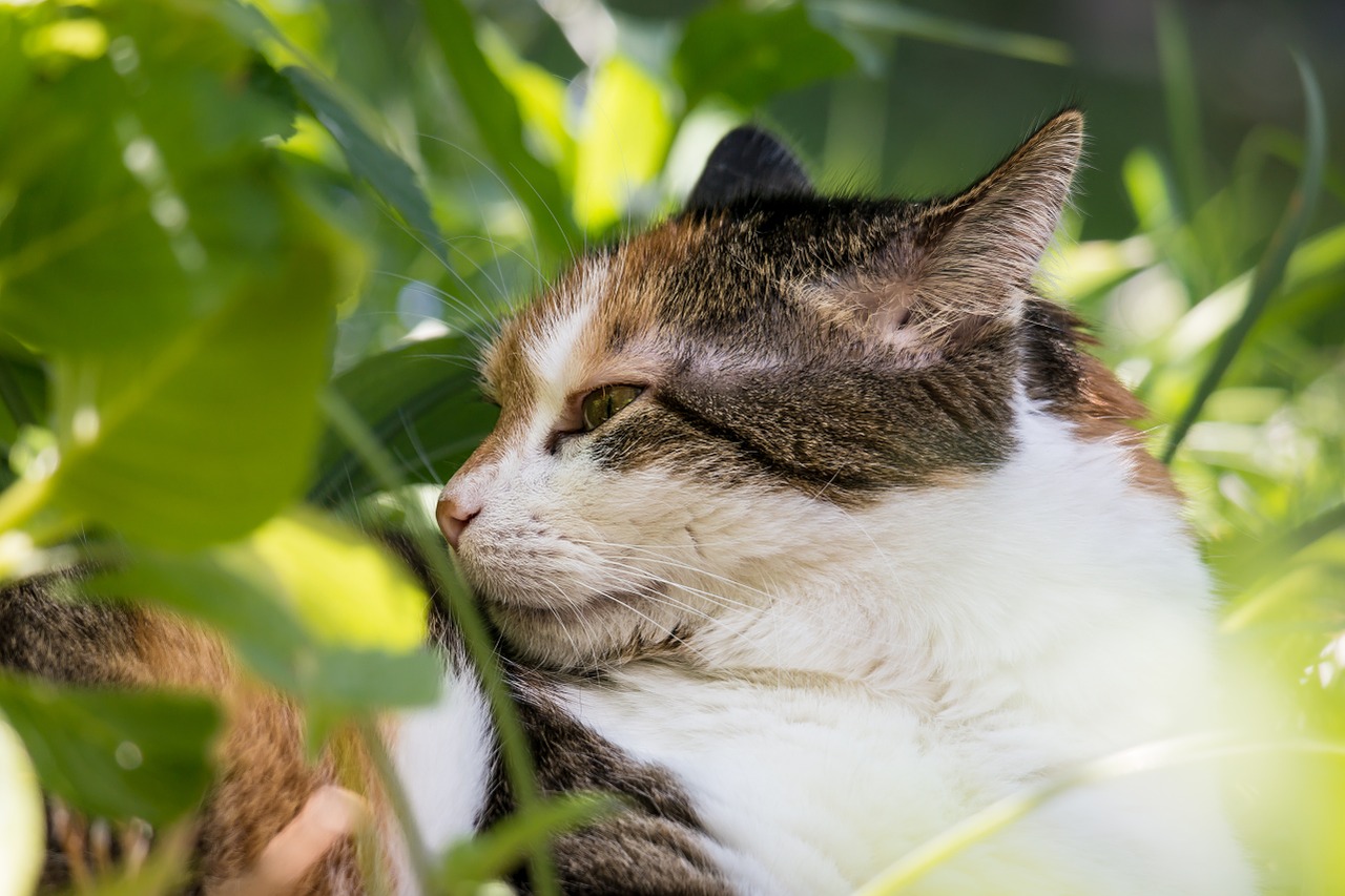 cat lucky cat domestic cat free photo