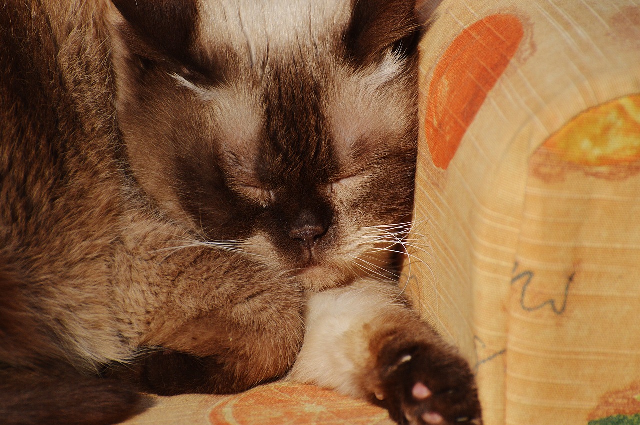 cat british shorthair sleep free photo