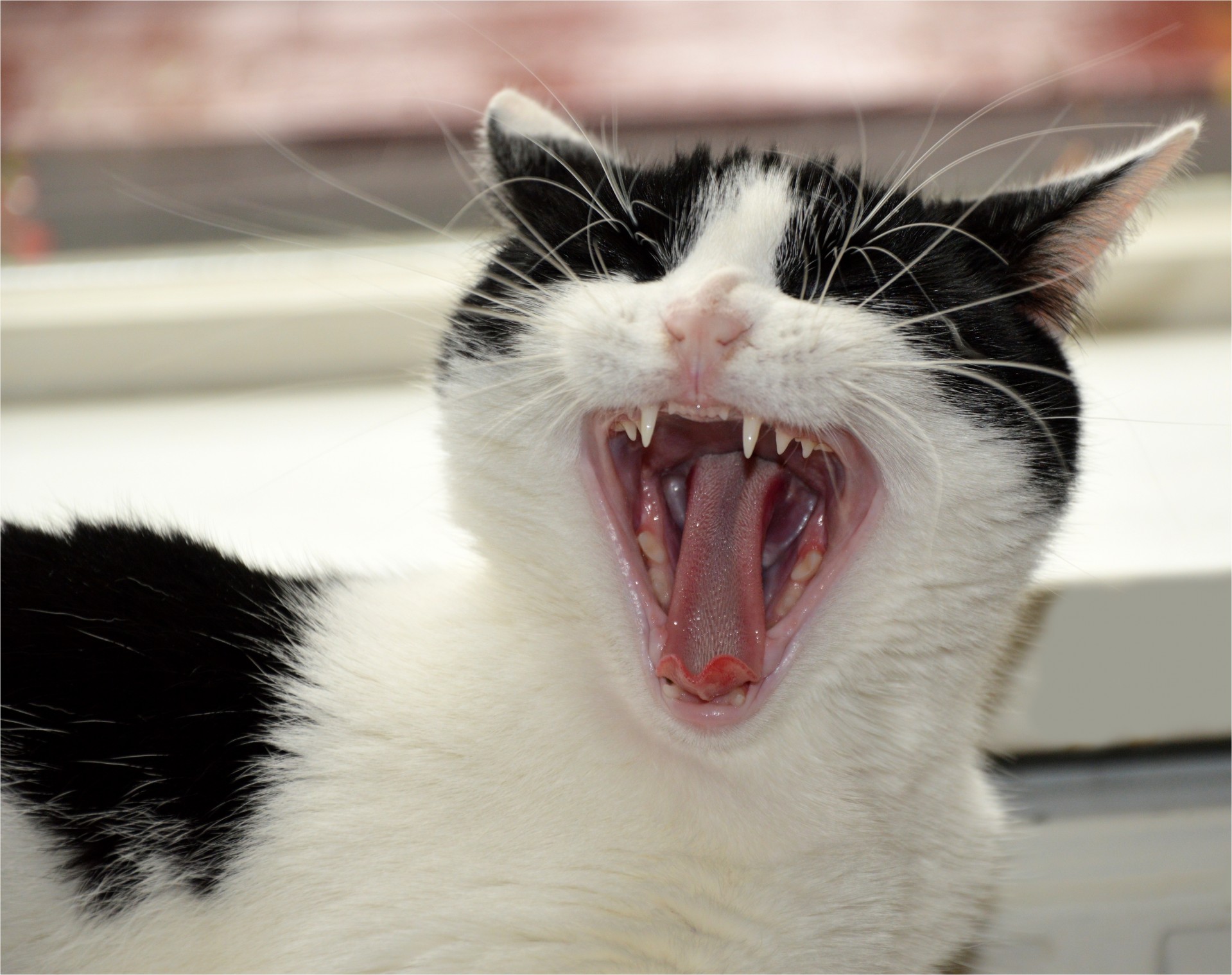 cat pet yawning free photo