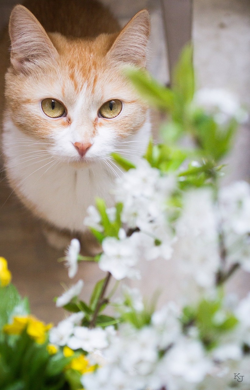 cat favorite spring free photo