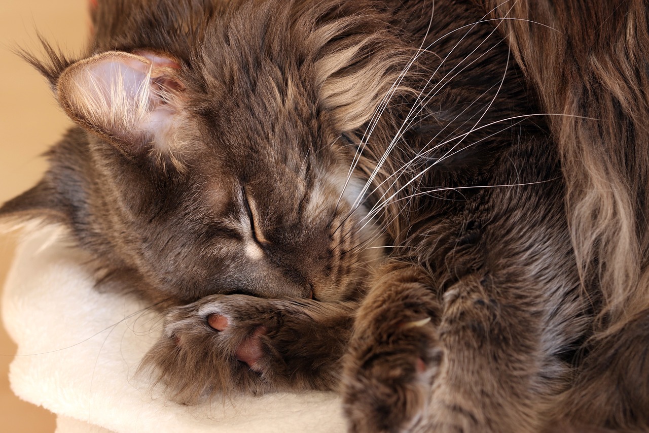 cat maine coon dream free photo