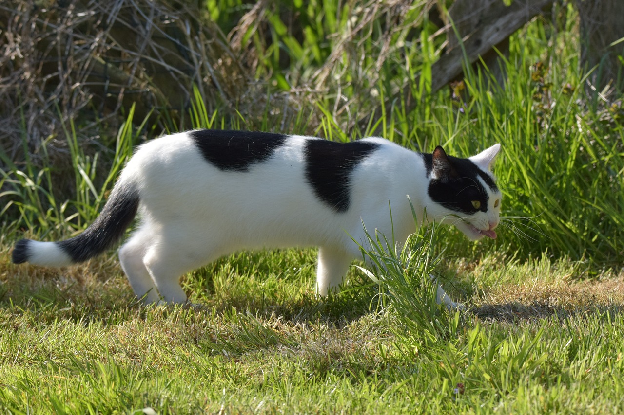 cat young domestic cat free photo