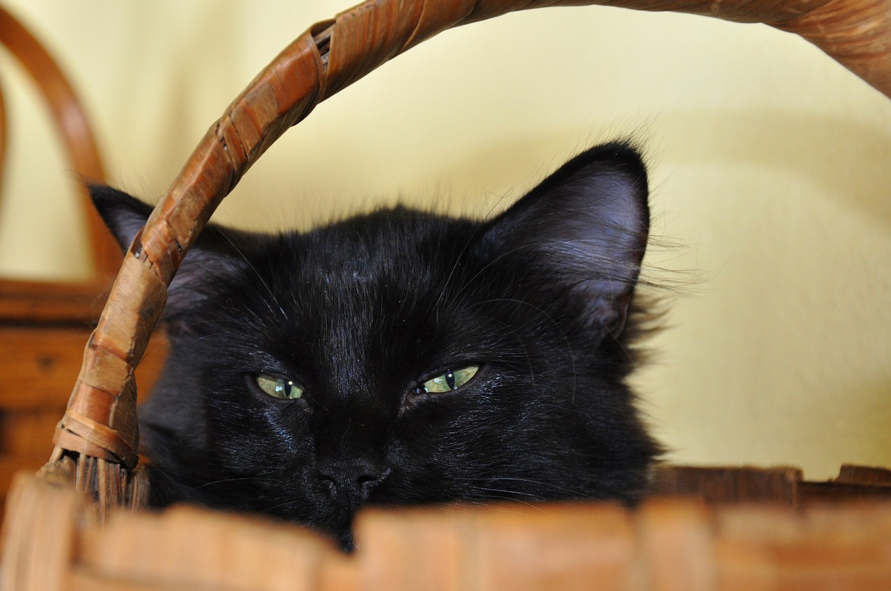 cat basket long hair free photo