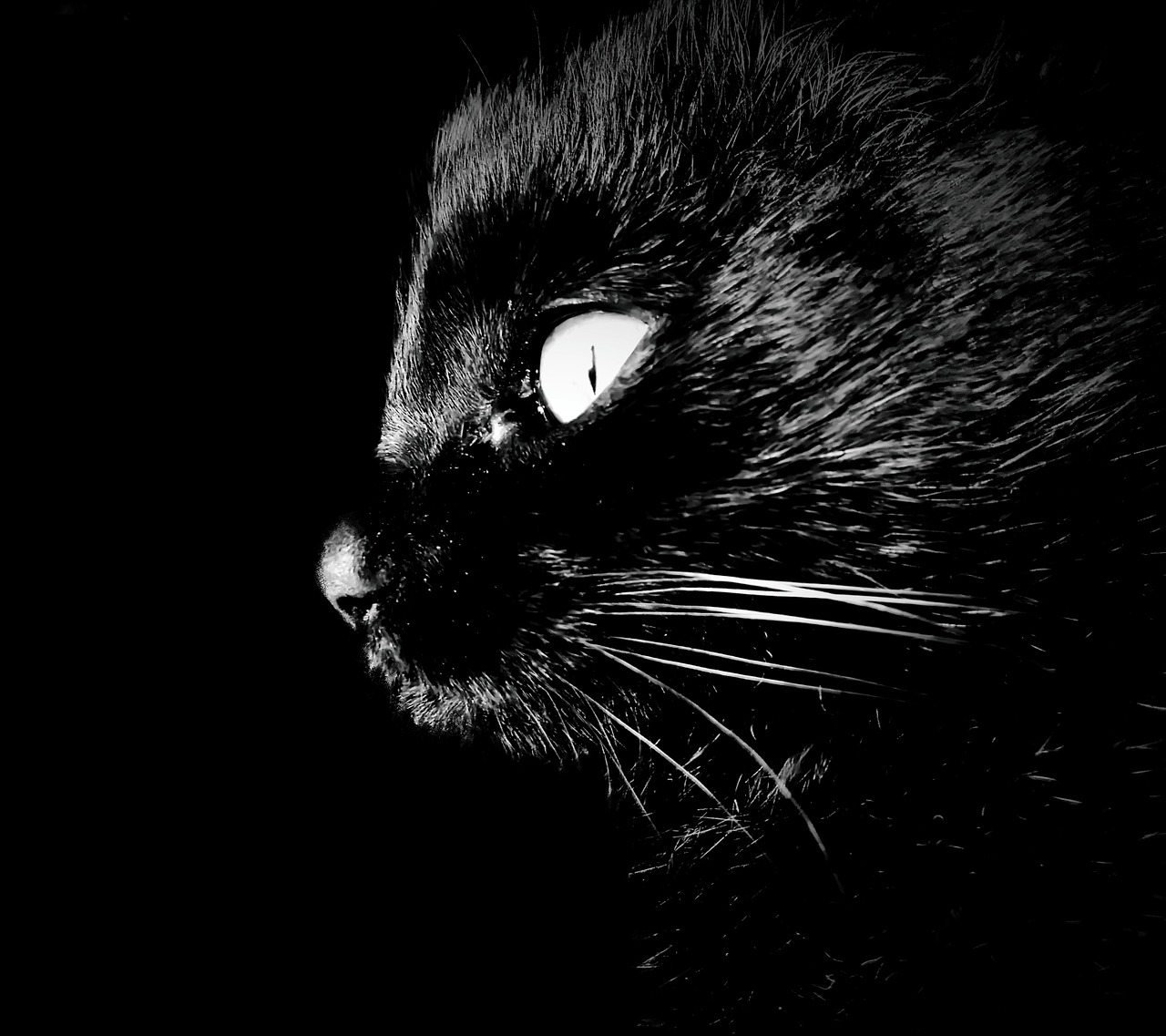 cat intrigue darkness free photo