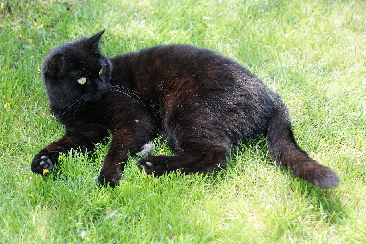 cat black animal free photo
