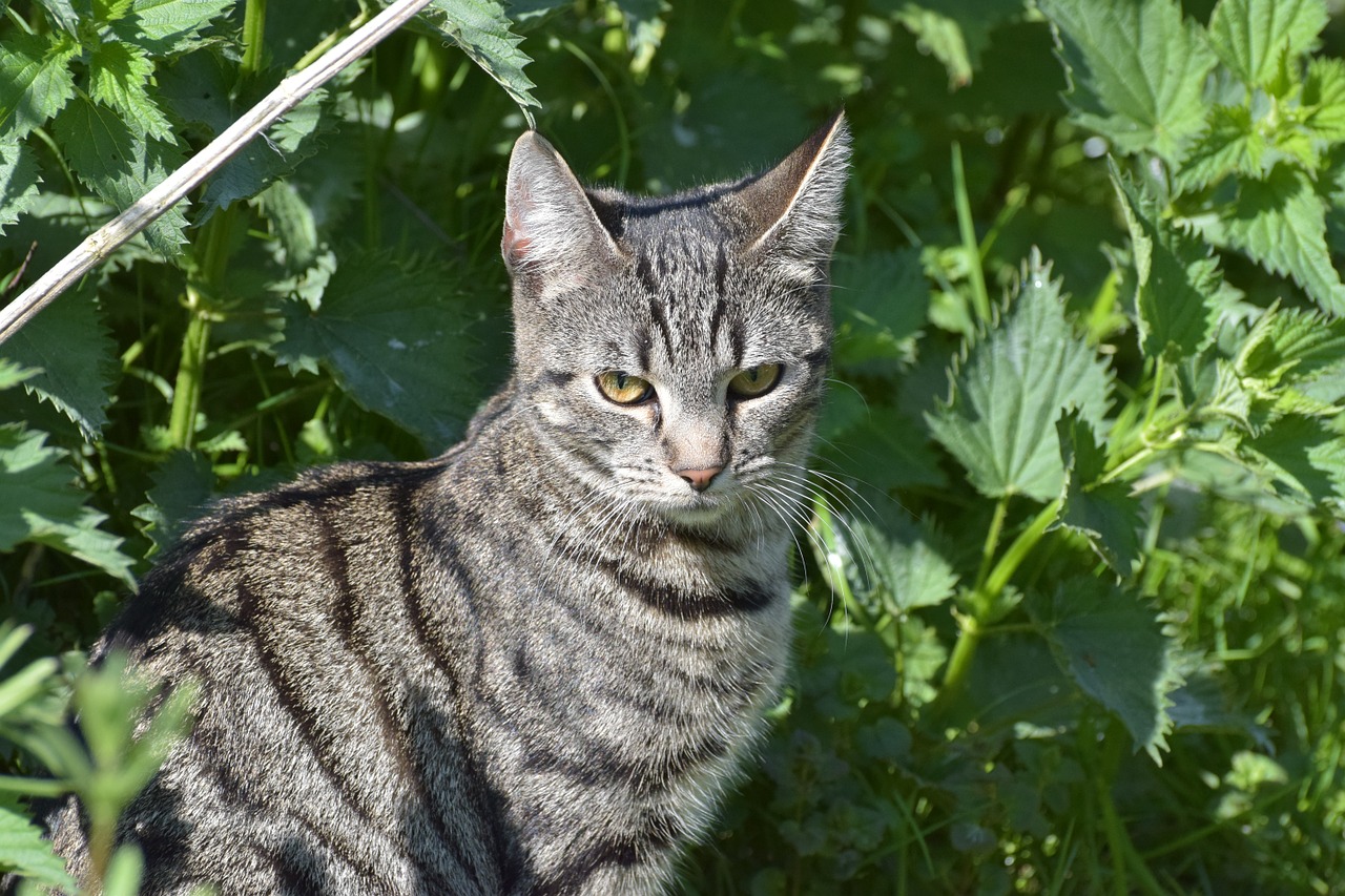 cat domestic cat sweet free photo