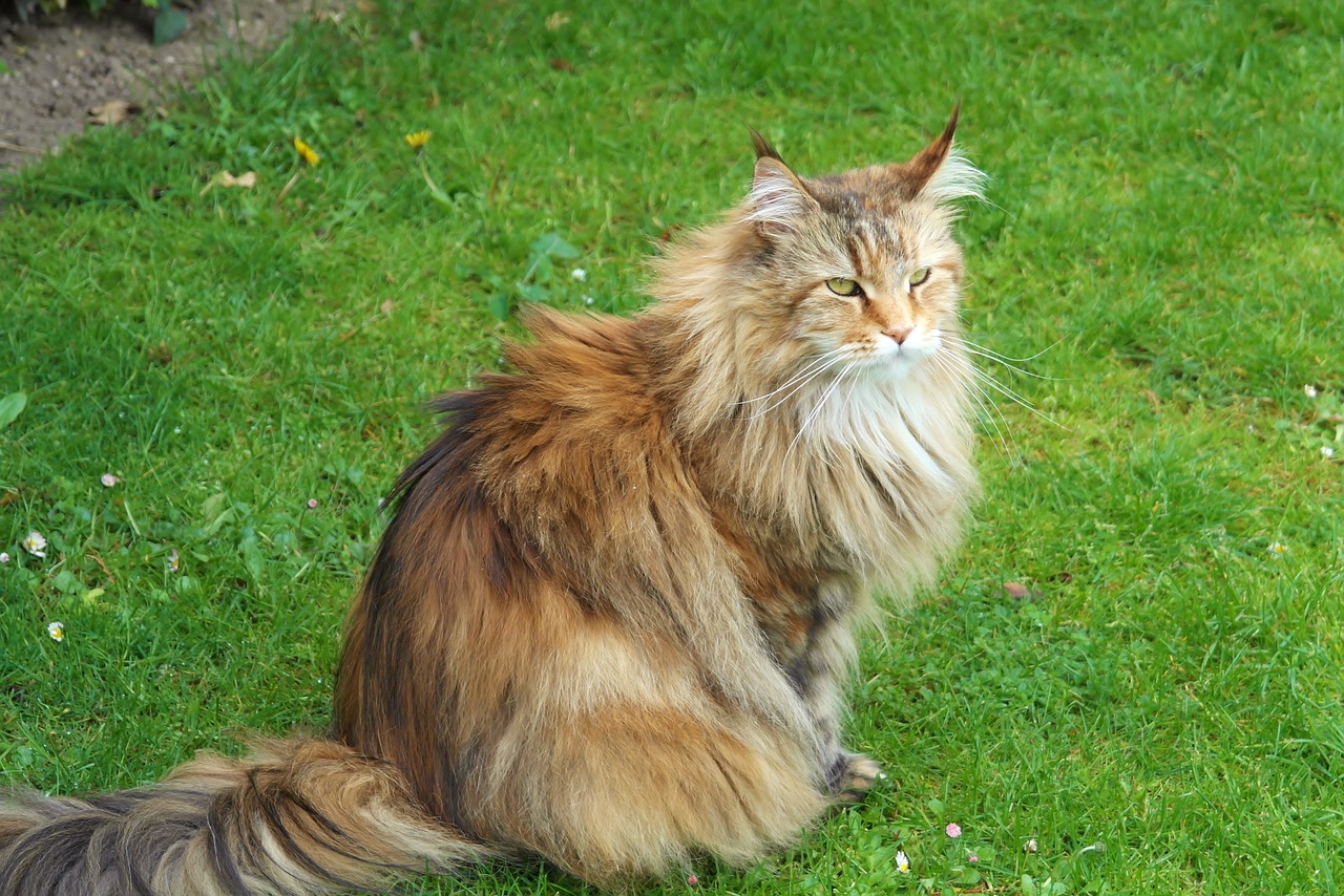 cat siberian forest cat forest cat free photo