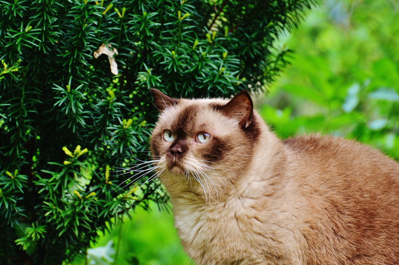 cat british shorthair mieze free photo