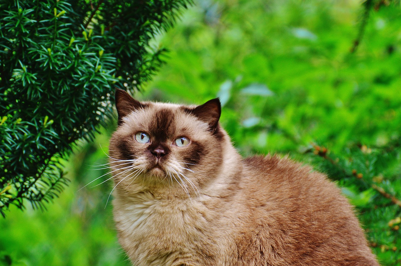 cat british shorthair mieze free photo