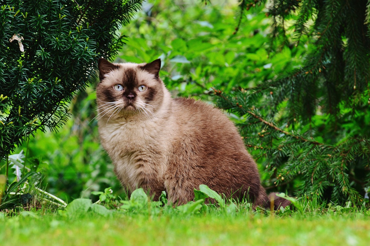 cat british shorthair mieze free photo