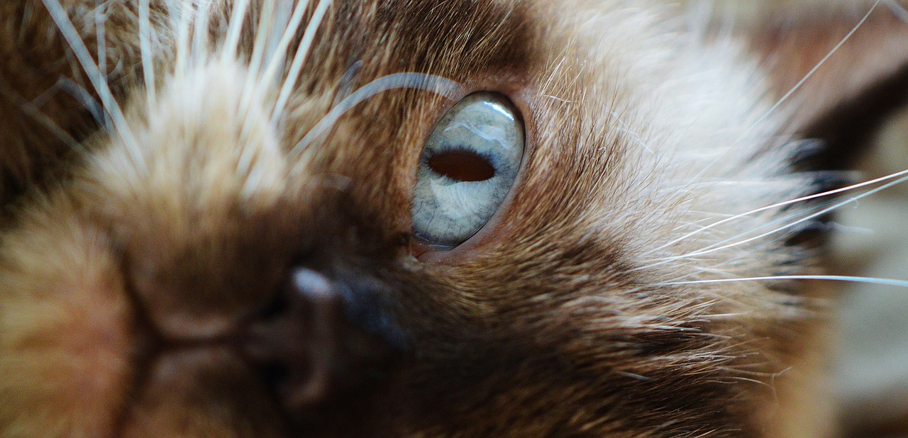 cat british shorthair mieze free photo