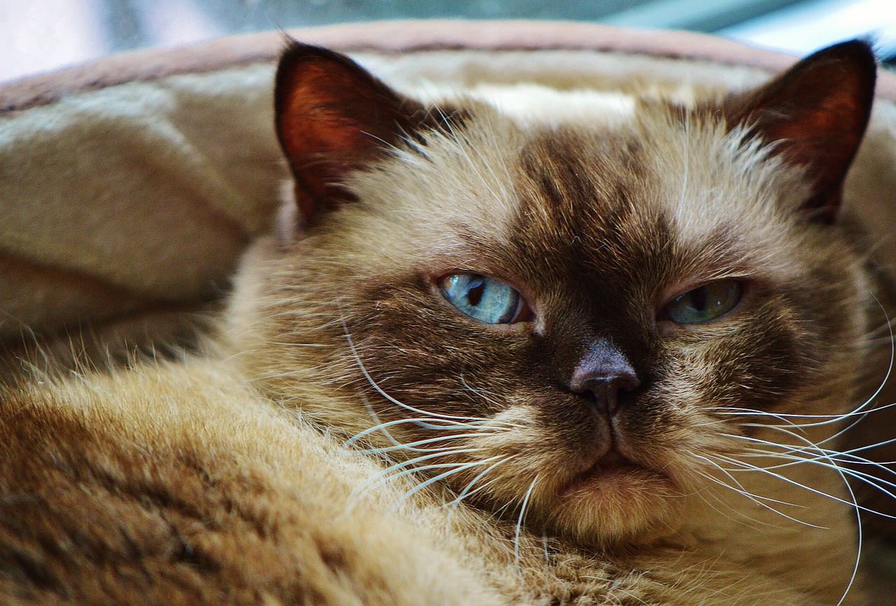 cat british shorthair mieze free photo