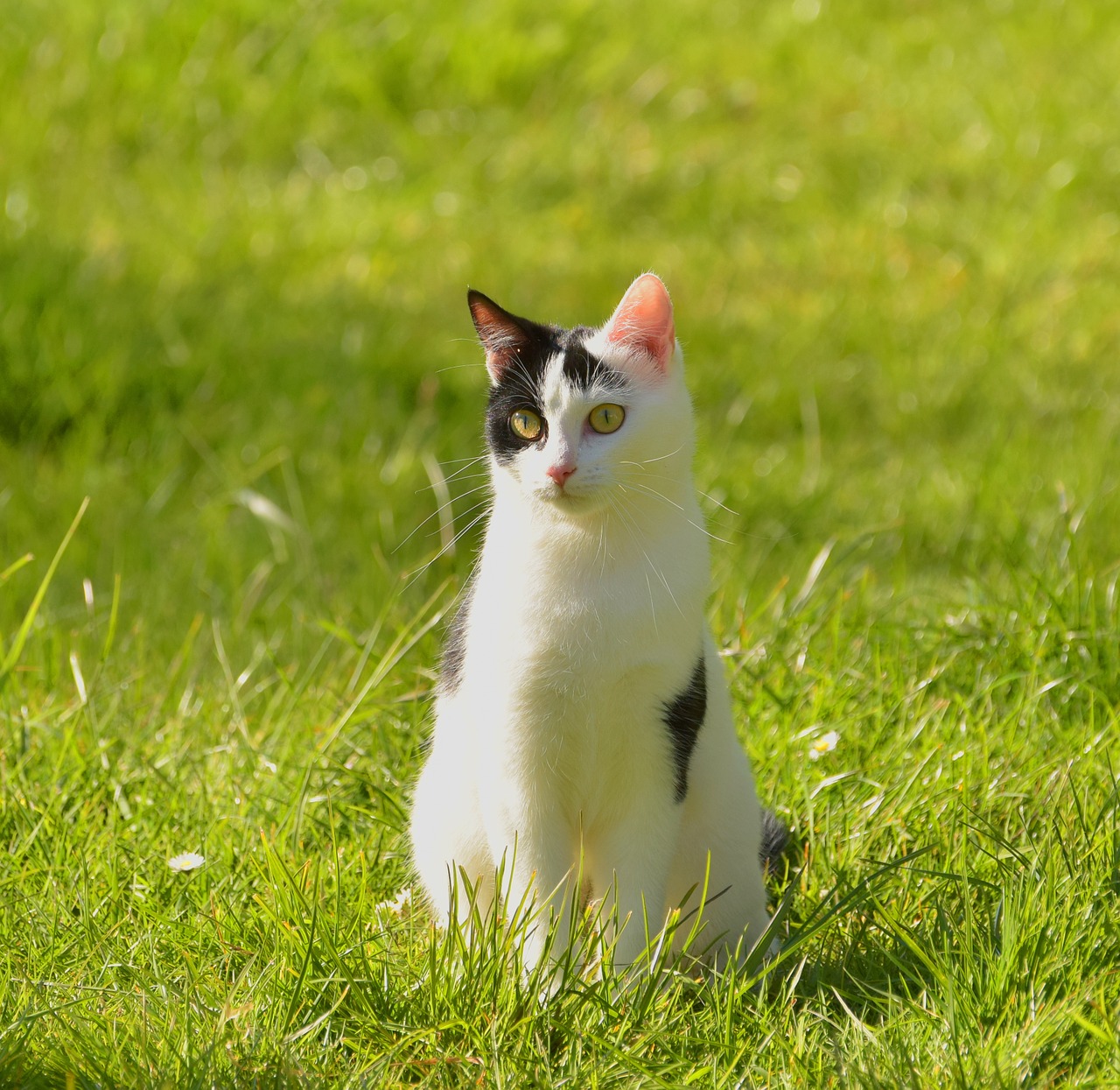 cat black and white animal free photo