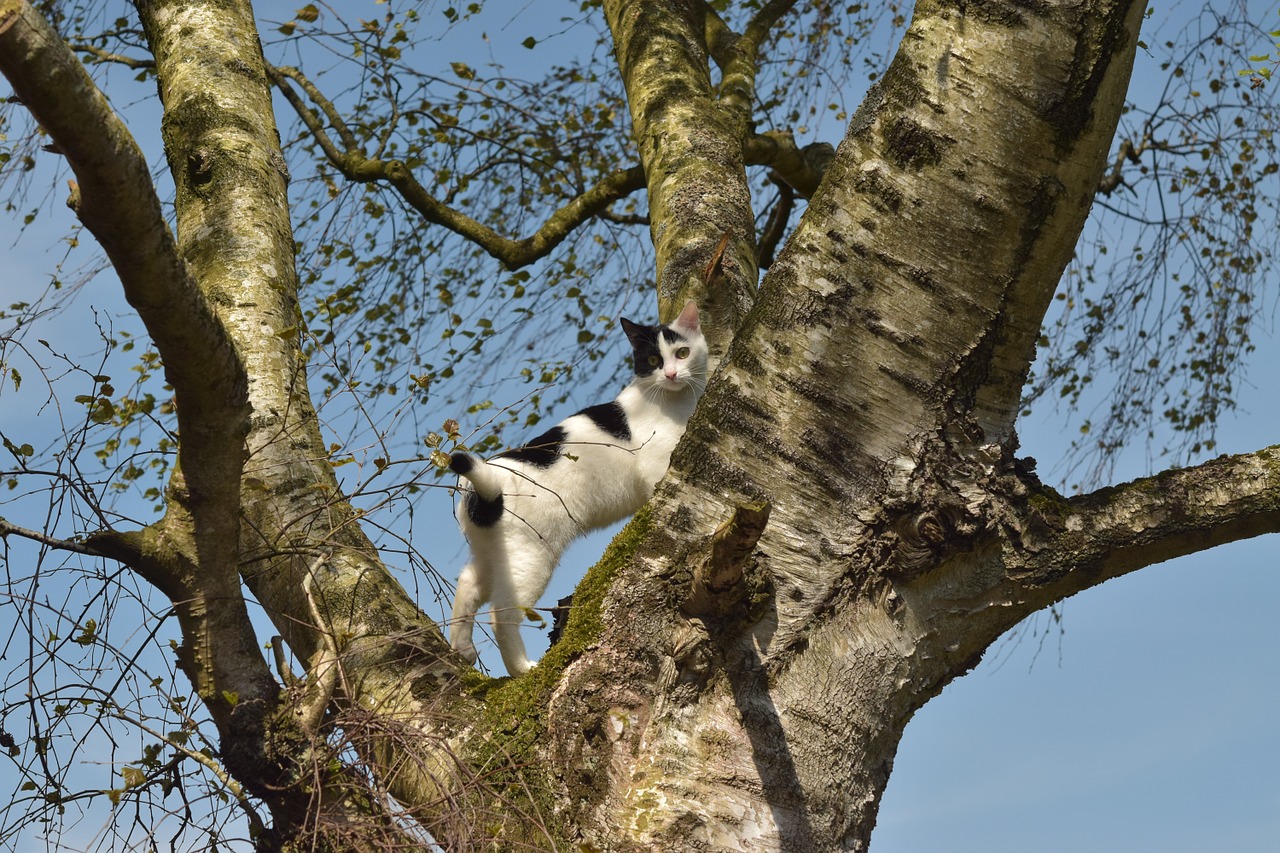 cat climb tree free photo