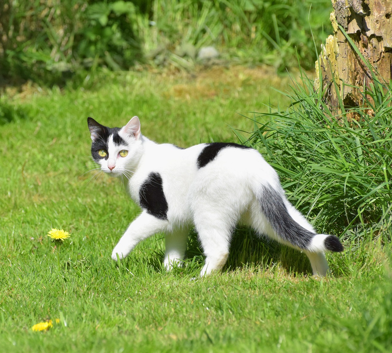 cat garden grass free photo