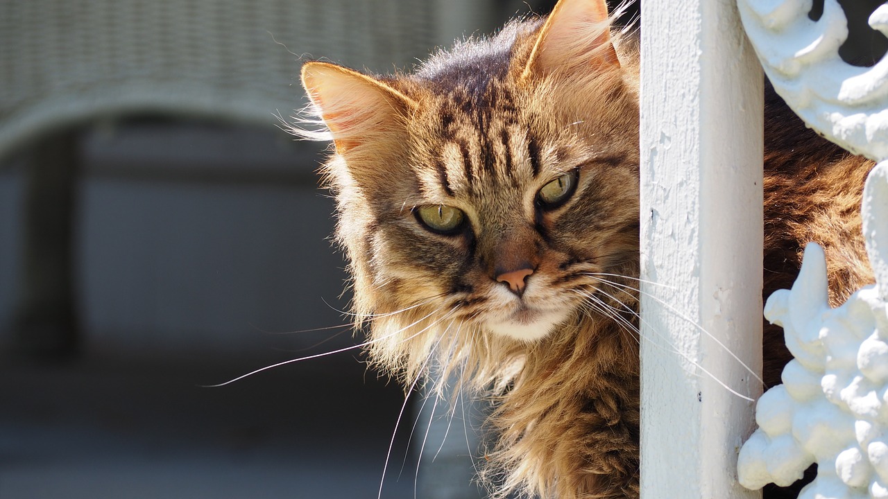 cat portrait kitten free photo