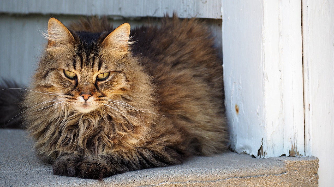 cat portrait kitten free photo