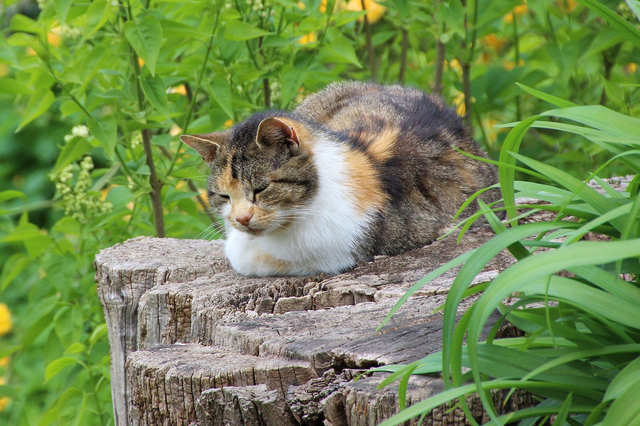 cat tree stump landscape free photo