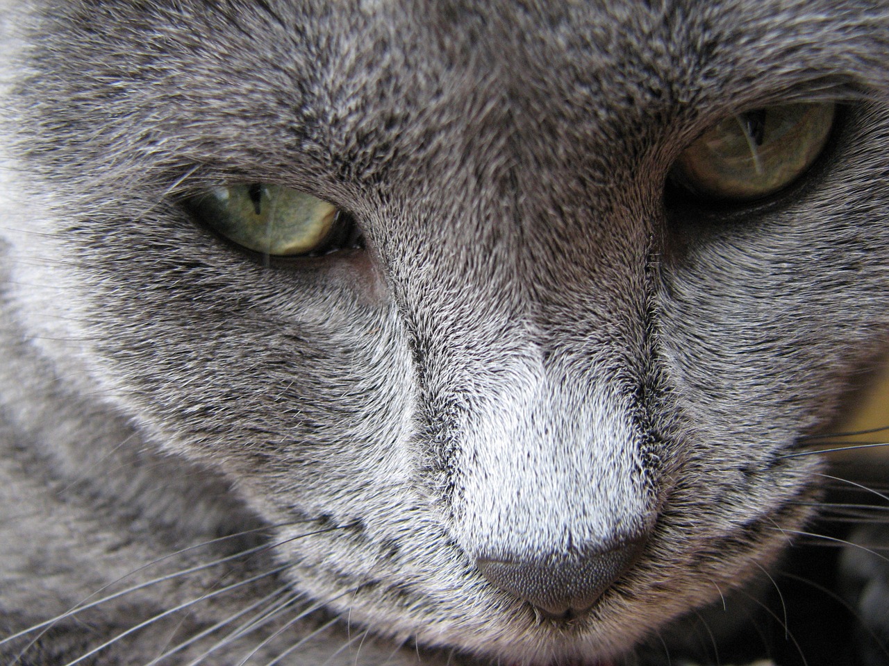cat feline grey free photo