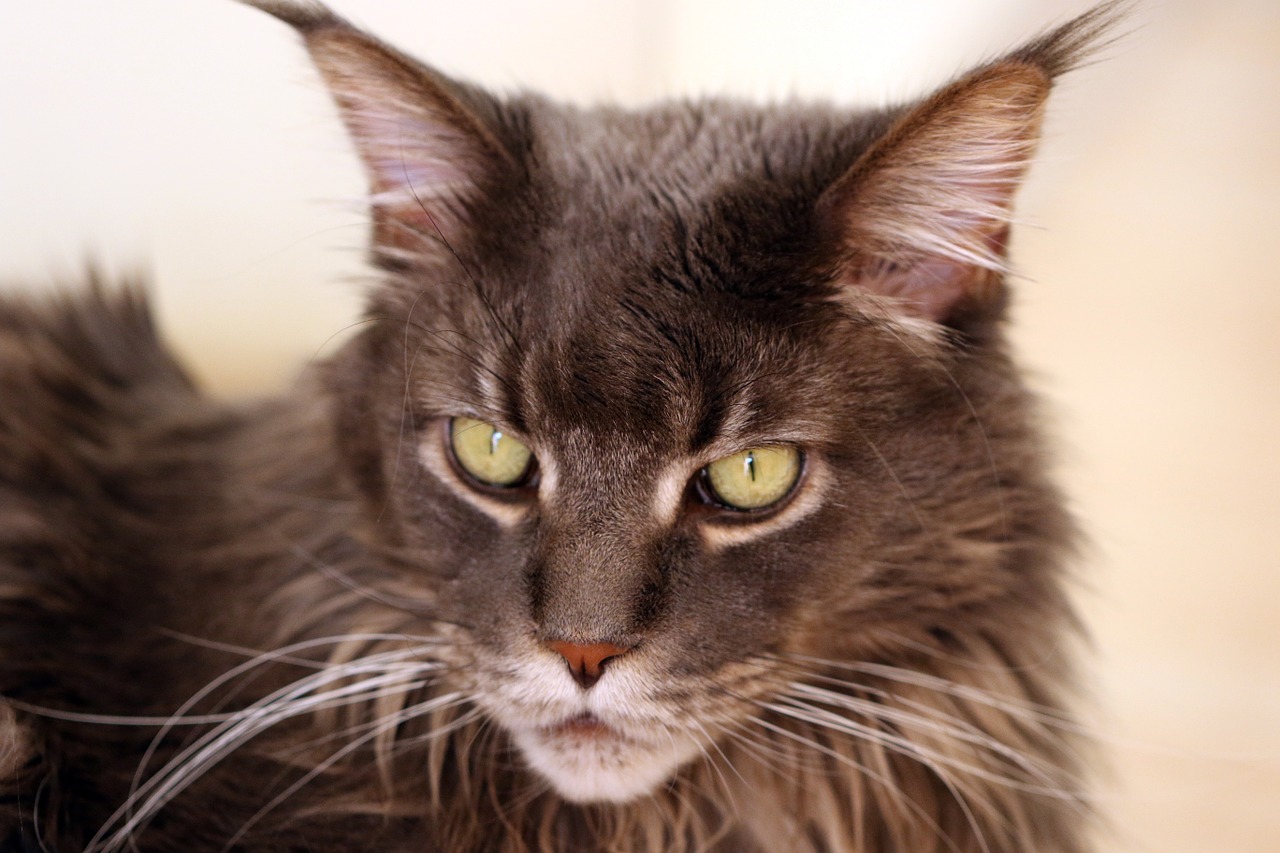 cat maine coon cat's eyes free photo