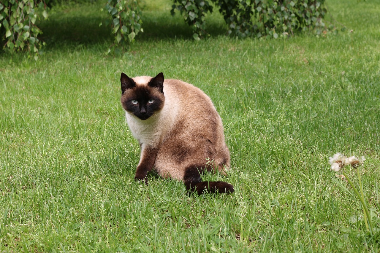 cat siamese domestic animal free photo