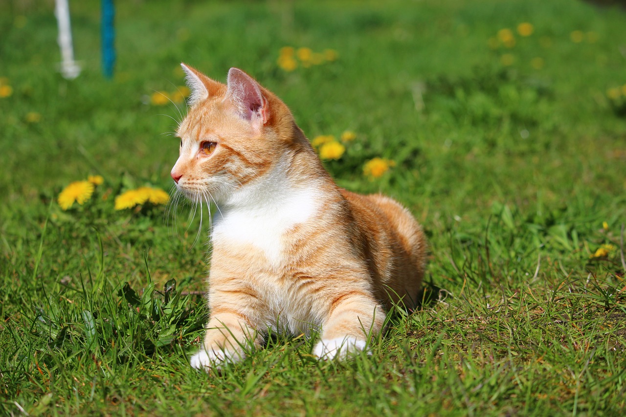 cat kitten red cat free photo