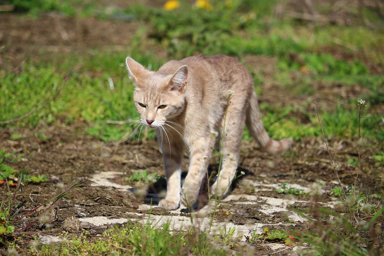 cat kitten breed cat free photo