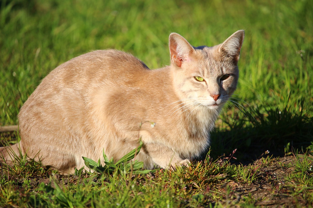 cat kitten breed cat free photo