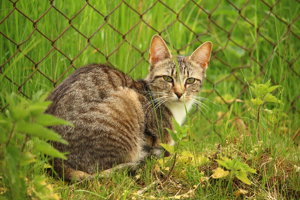 cat kitten mackerel free photo