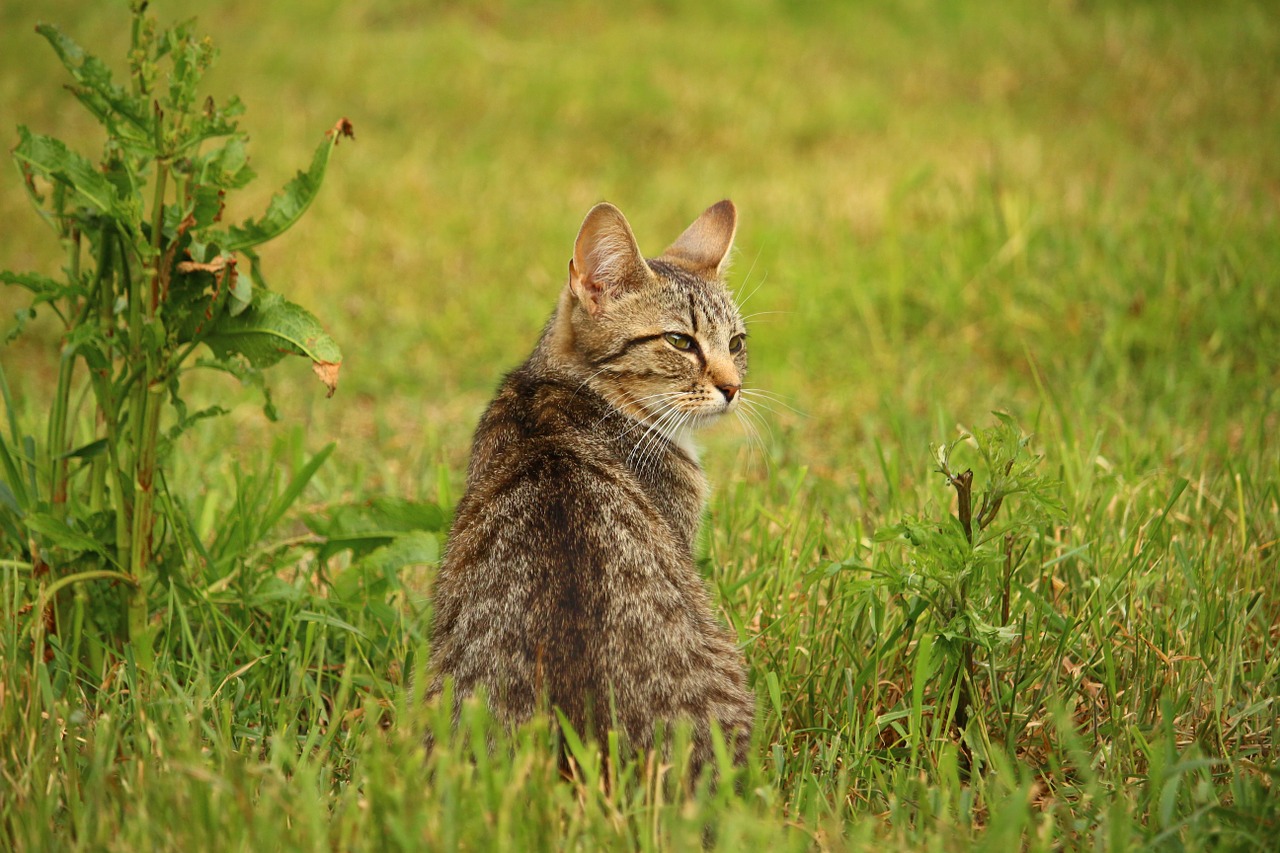 cat kitten mackerel free photo