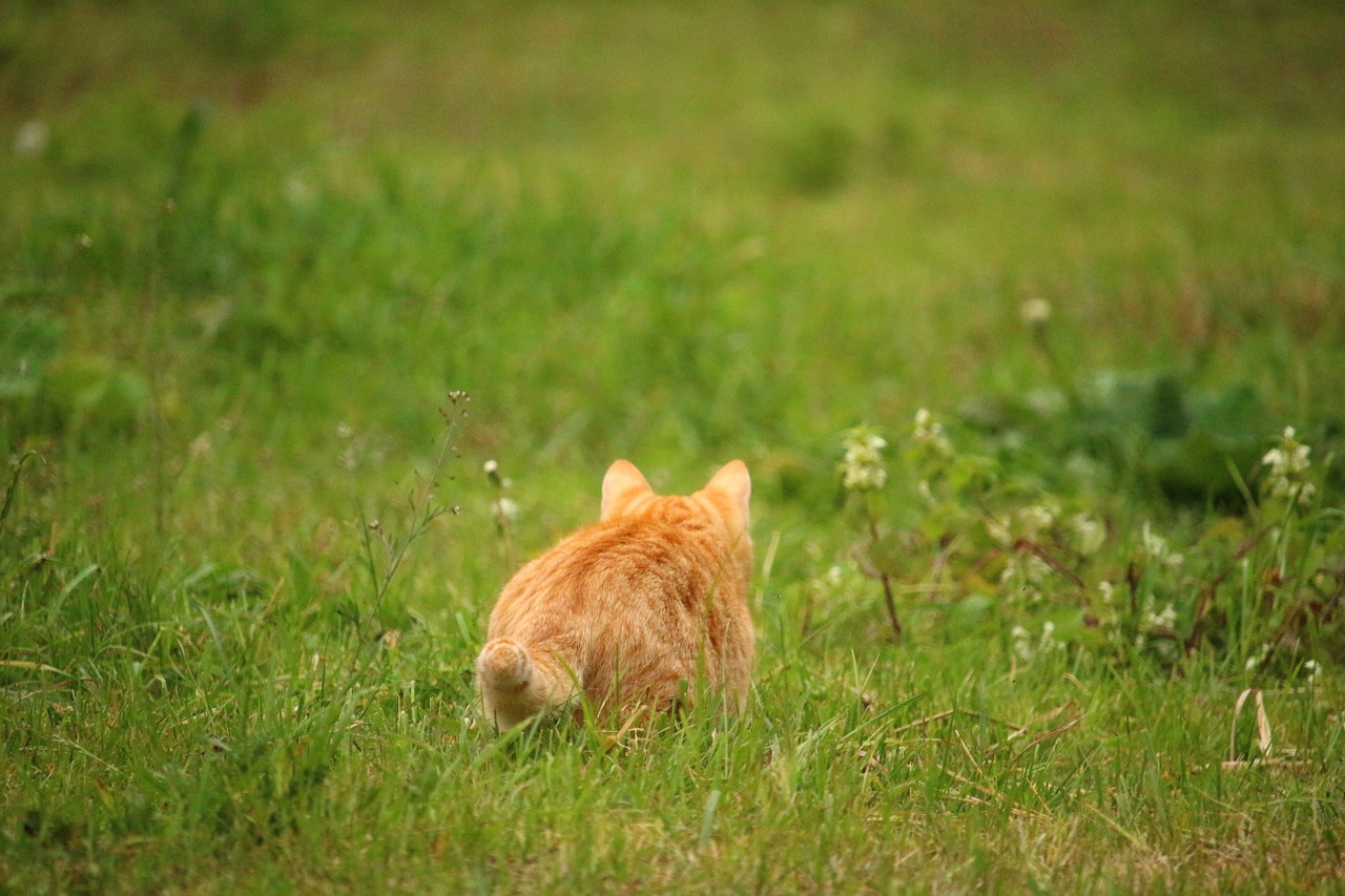 cat kitten mieze free photo