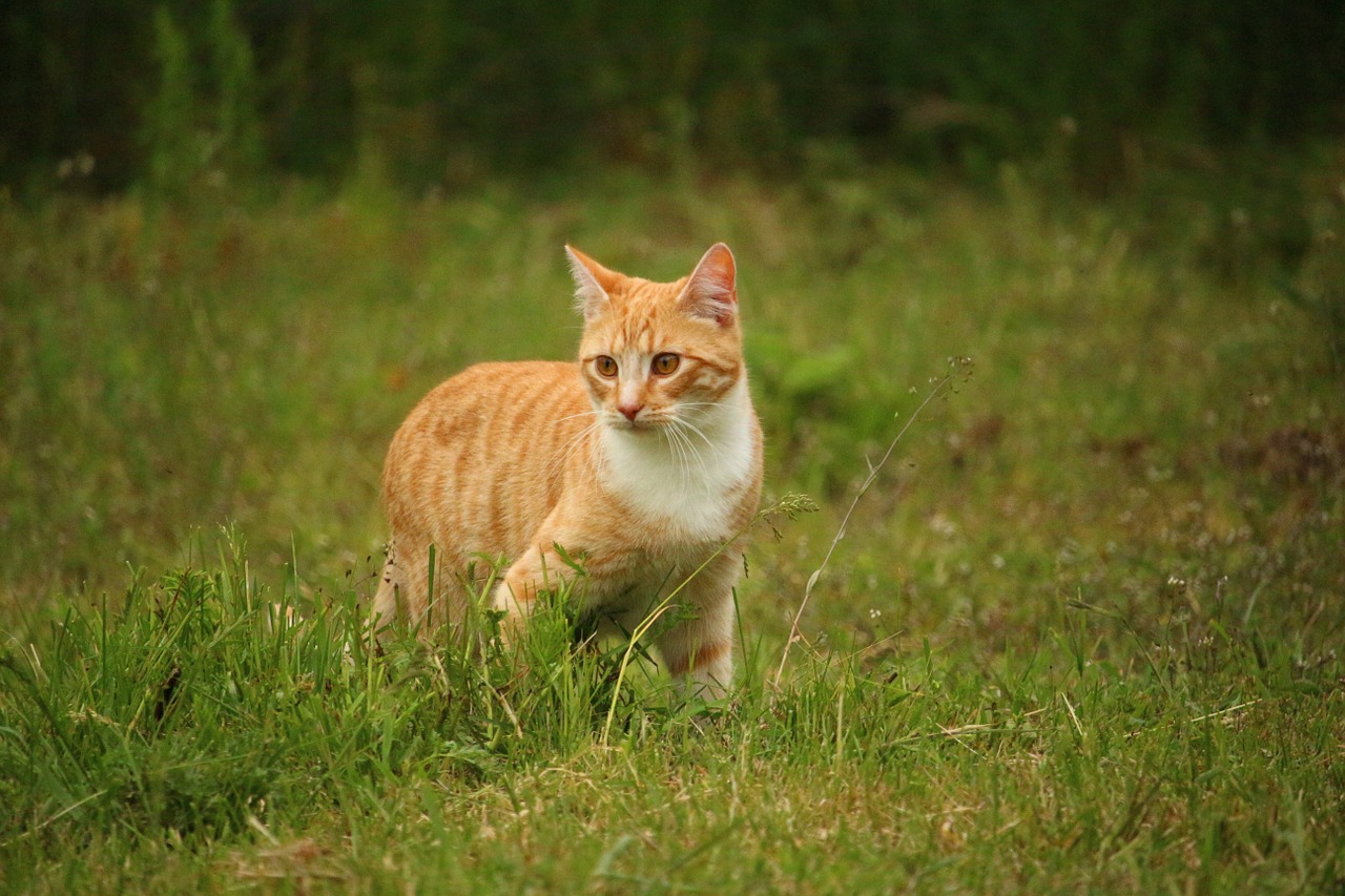 cat kitten mieze free photo