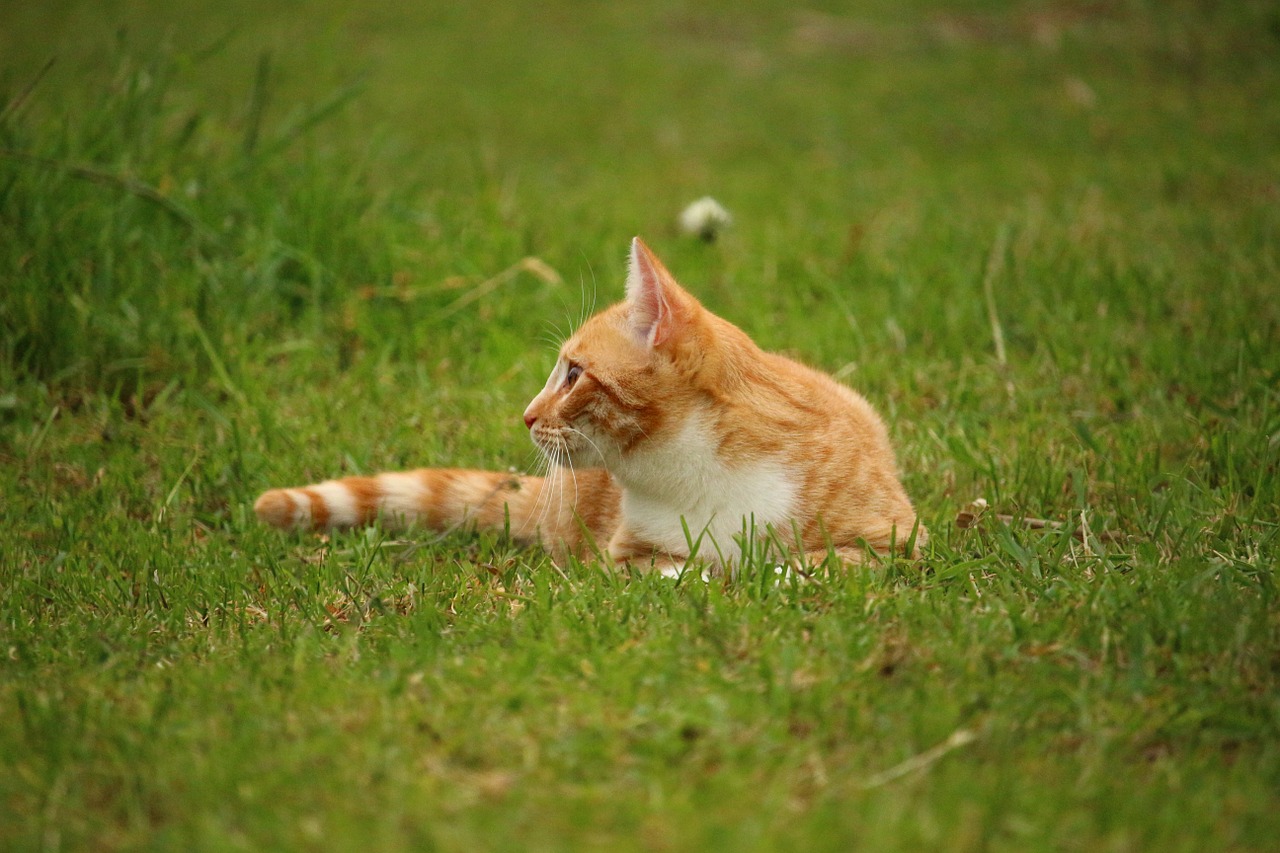 cat kitten mieze free photo