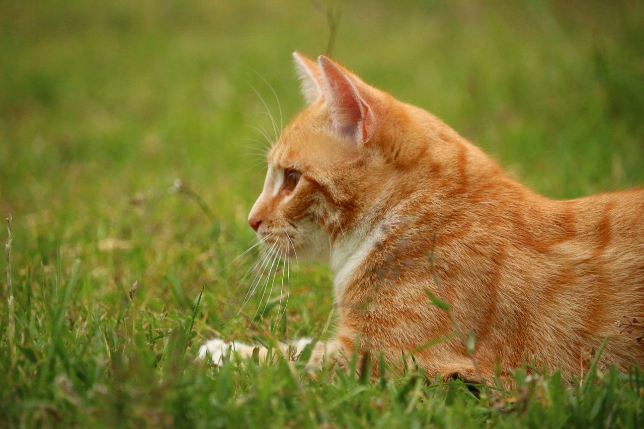 cat kitten mieze free photo