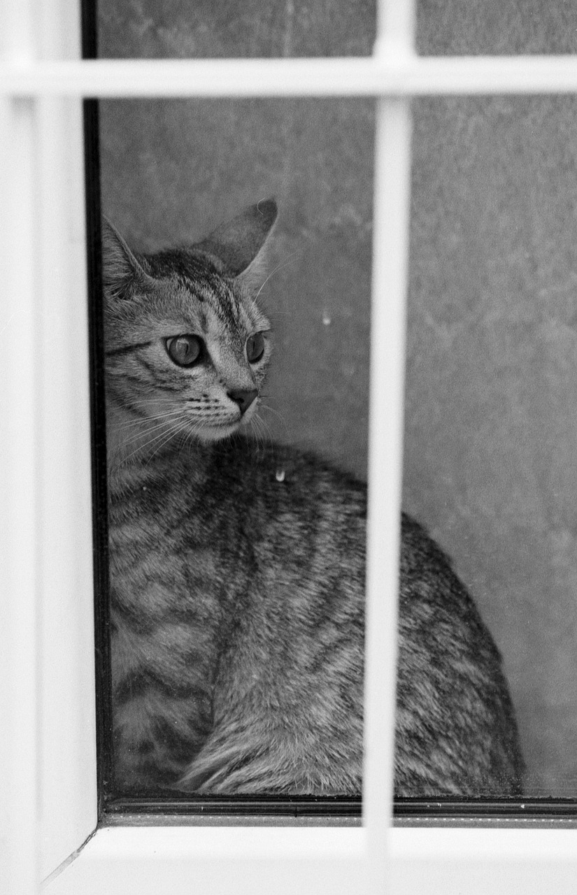 cat window curious free photo