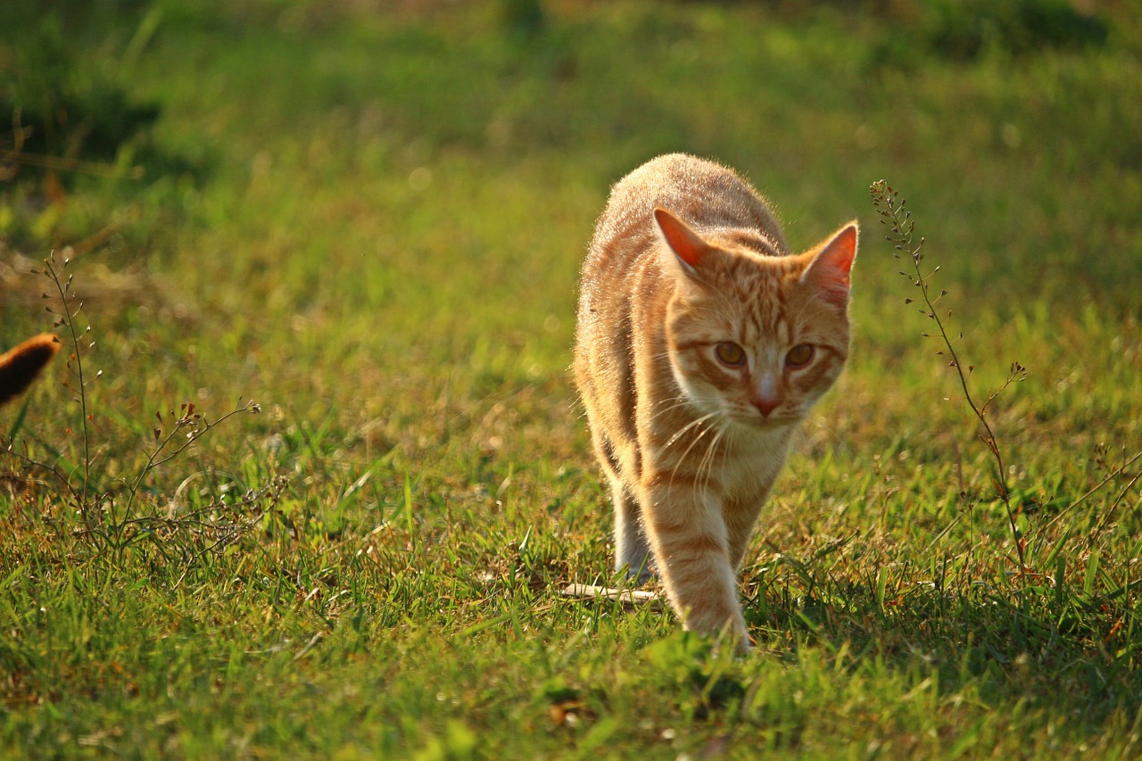 cat kitten mieze free photo