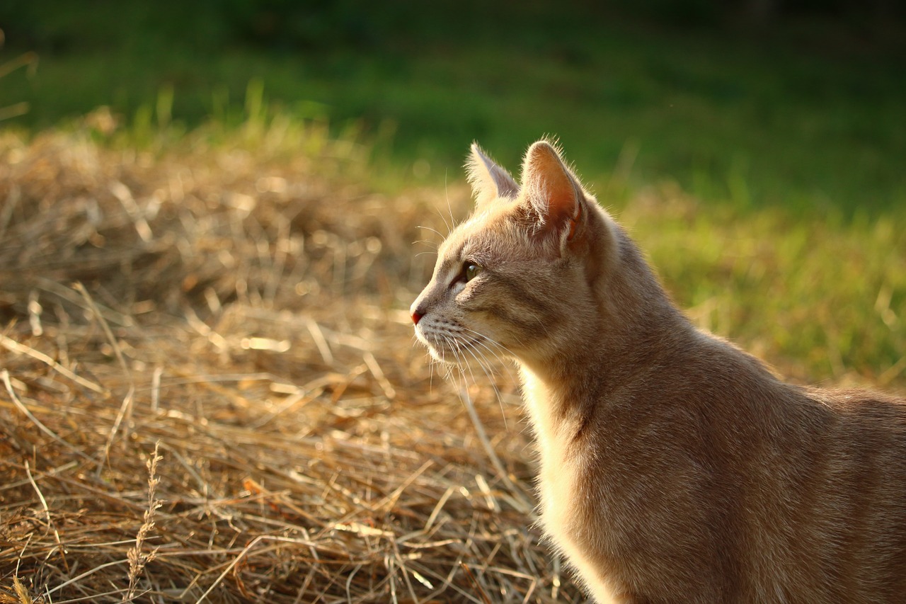 cat kitten mieze free photo