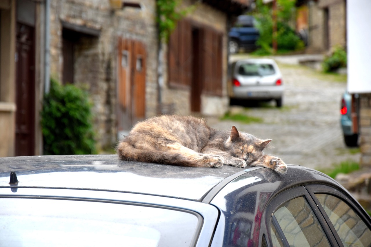 cat sleeps car free photo