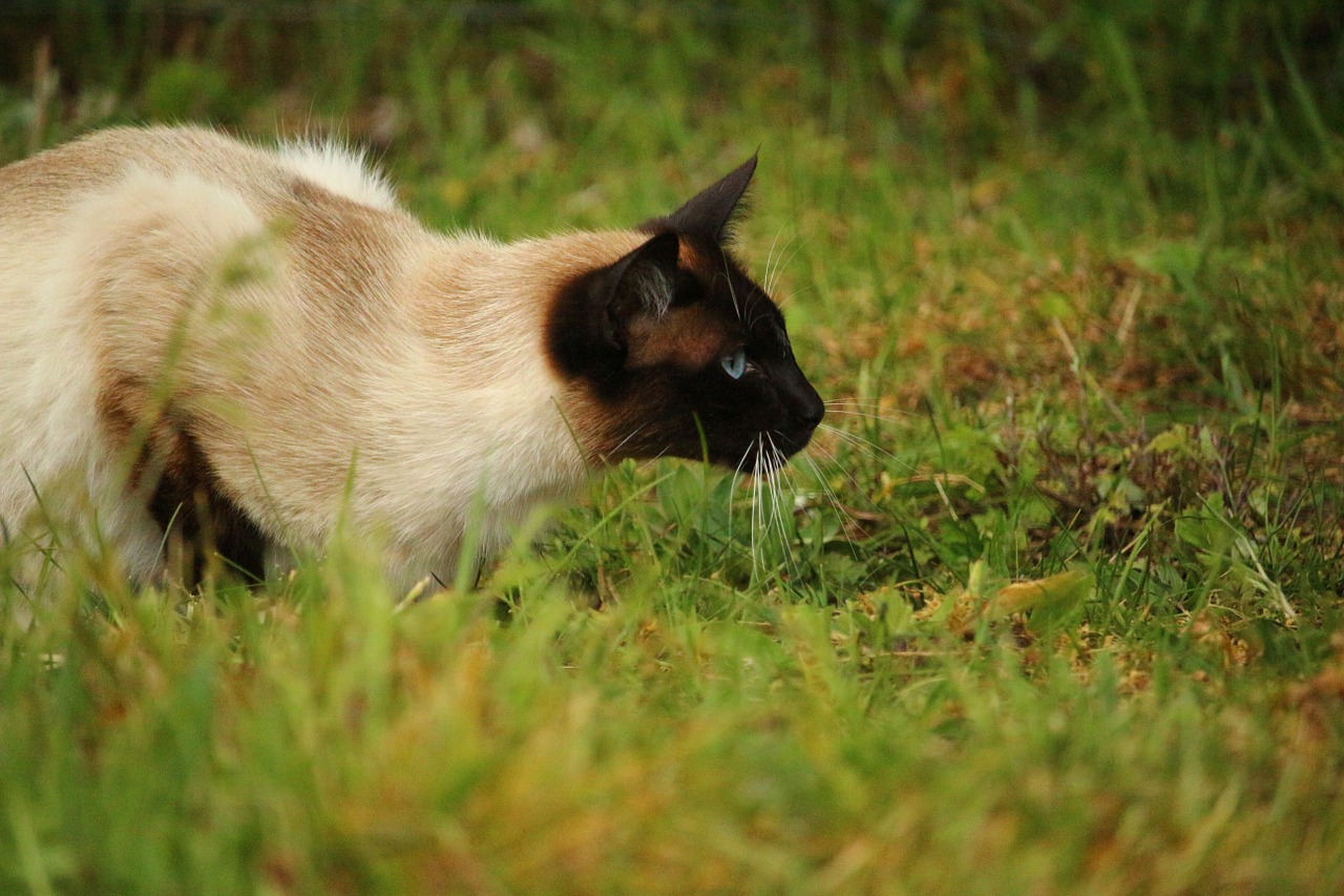 cat mieze kitten free photo