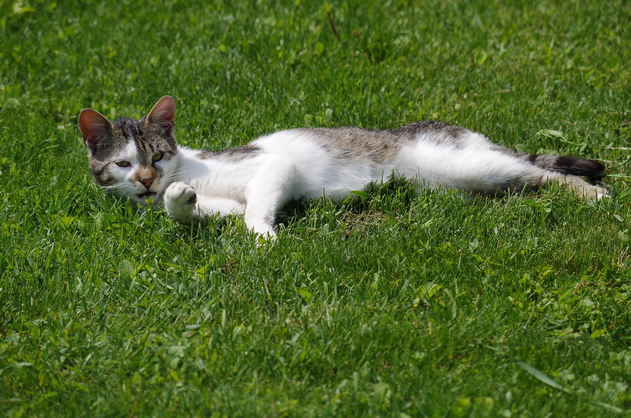 cat strakatá rest free photo